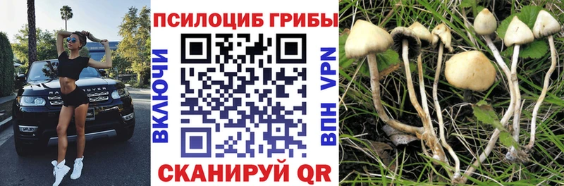 Псилоцибиновые грибы GOLDEN TEACHER  наркошоп  Городище 